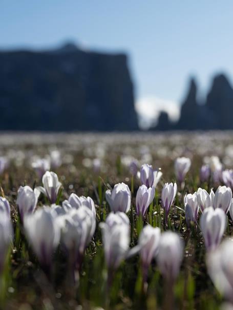 Primavera sull'Alpe di Siusi